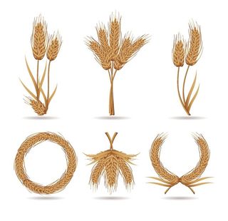 麦子麦芽麦穗小麦矢量图图片