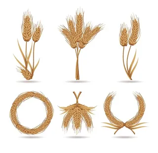 麦子麦芽麦穗小麦矢量图图片