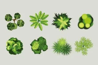 俯视绿植矢量 图片