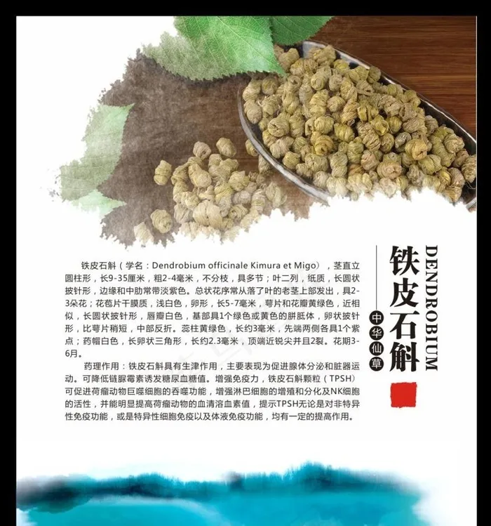 铁皮石斛图片cdr矢量模版下载