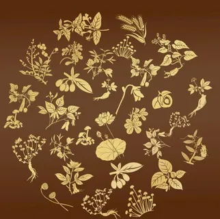 中药材矢量图片