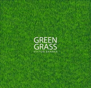 青草 绿色背景图片