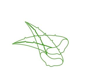 简笔芦荟图片