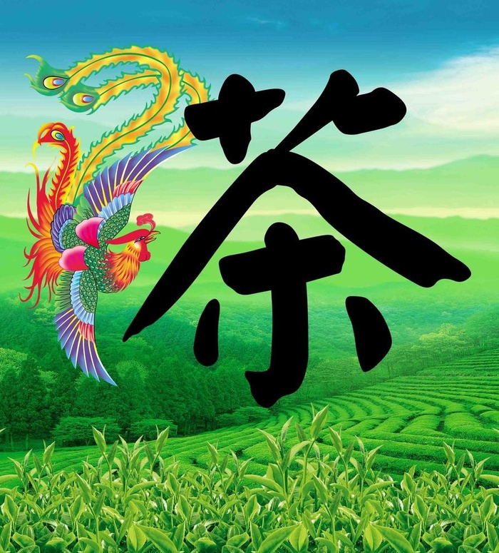 凤凰茶图片
