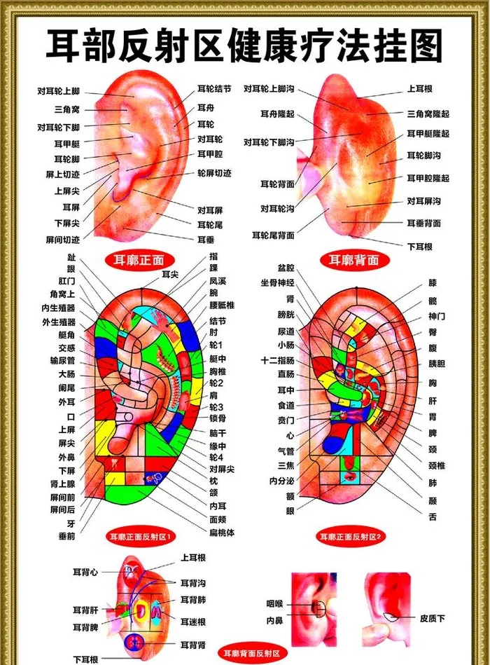 耳部反射区健康疗法挂图图片eps,ai矢量模版下载