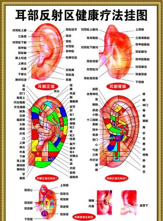 耳部反射区健康疗法挂图图片