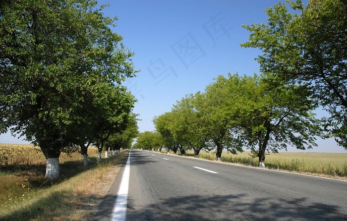 道路两旁的树木图片