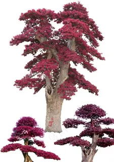 桩景造型红花檵木图片 桩景造型红花檵木图片