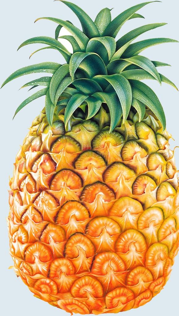 菠萝图片