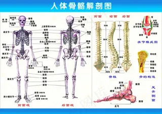 人体骨骼解剖图图片
