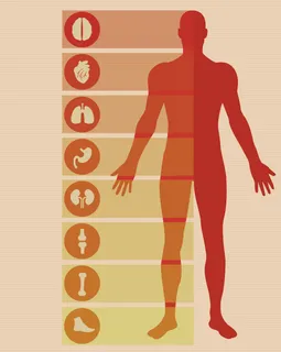 人体器官图标图片