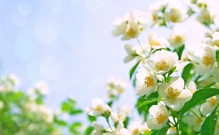 茉莉花摄影图片