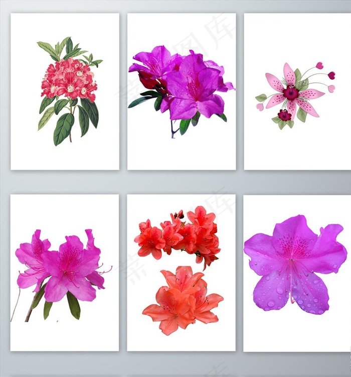 杜鹃花PNG免抠素材图片psd模版下载