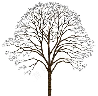 树 图片