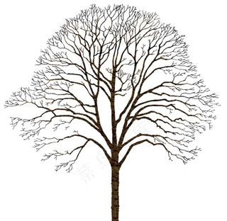 树 图片