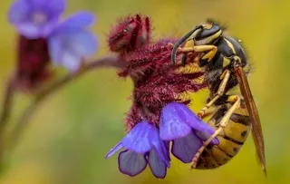 大黄蜂 胡蜂 黑尾胡蜂 马蜂图片