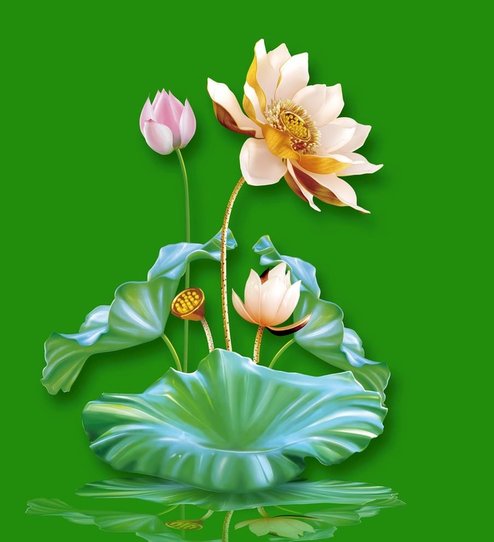 莲花图片(5005x5669)psd模版下载