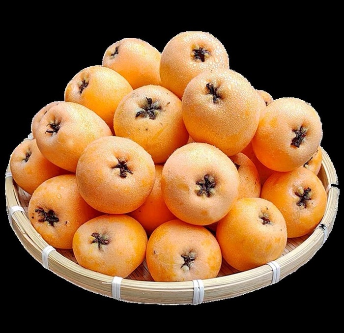 枇杷图片