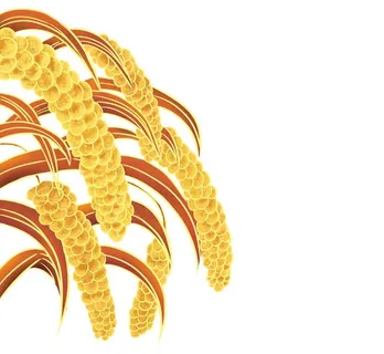 小米手绘素材图片