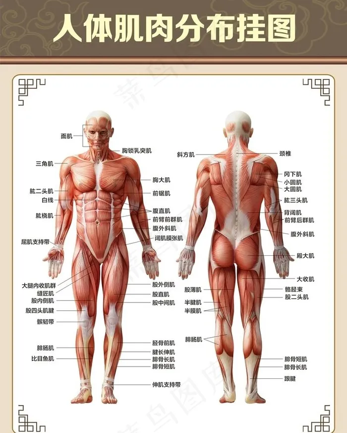 人体肌肉分布图图片cdr矢量模版下载