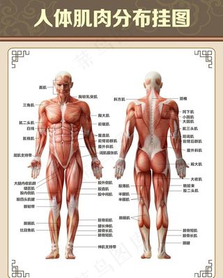 人体肌肉分布图图片