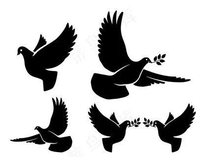 和平鸽图片