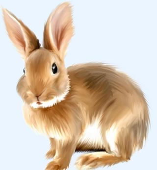 兔子图片