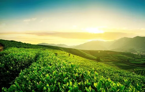 茶园图片 茶园图片