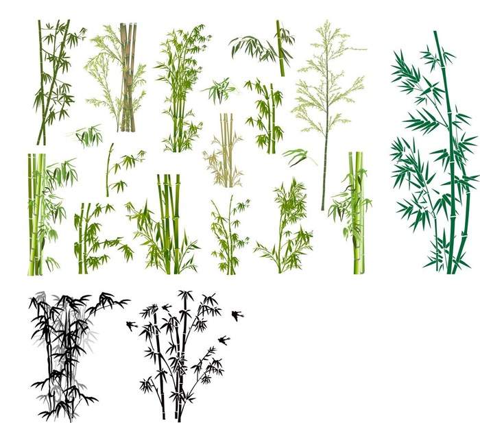 竹子图片