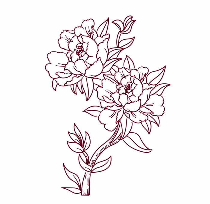 牡丹花线条图片