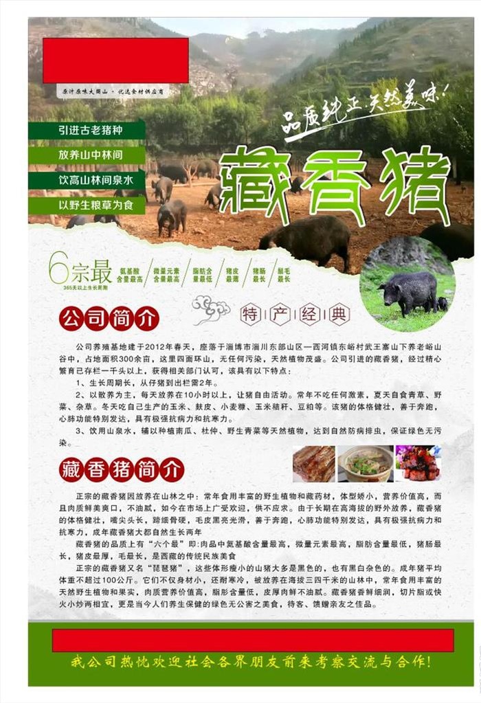 藏香猪展板图片