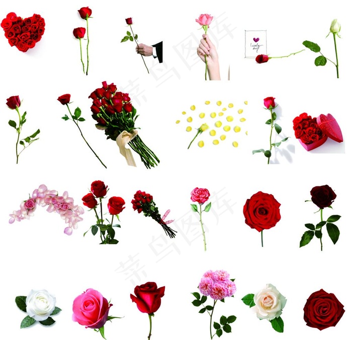 玫瑰花图片