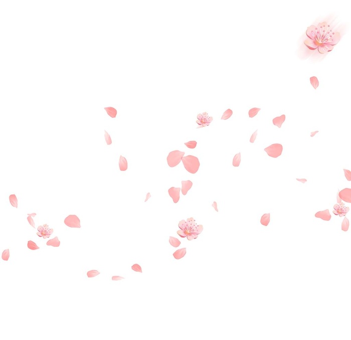 樱花花瓣花落图片