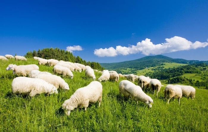 草原上的羊群图片