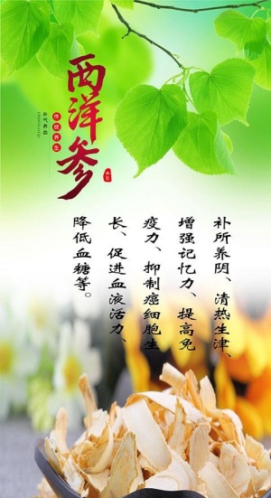 西洋参图片