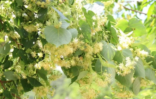 东北 长白山 椴树花 紫椴花图片