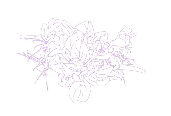 金银花AI线描图片ai矢量模版下载