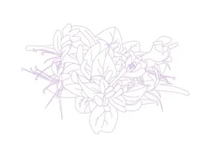 金银花AI线描图片