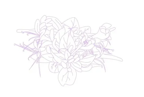 金银花AI线描图片 金银花AI线描图片