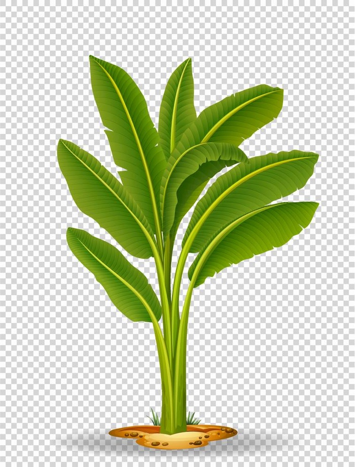 卡通芭蕉树矢量图图片