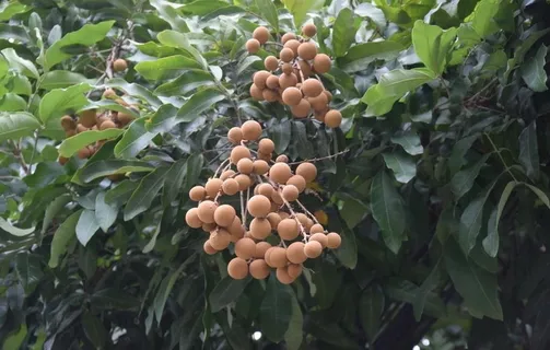 龙眼图片 龙眼图片
