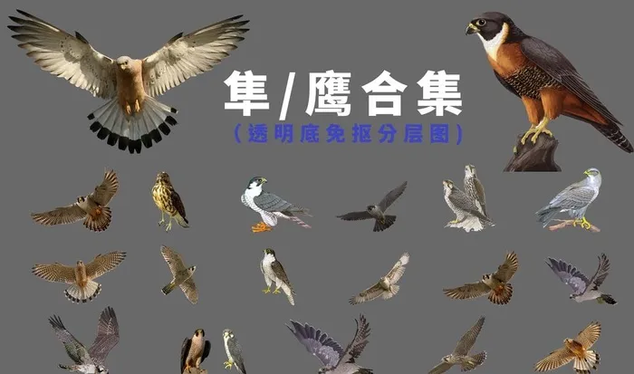 隼 鹰图片(5707x3543)psd模版下载