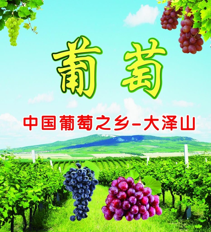 葡萄图片(3150x3346)psd模版下载