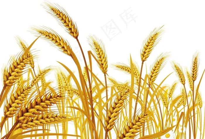 小麦图图片psd模版下载