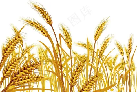 小麦图图片