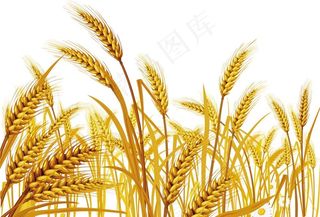 小麦图图片