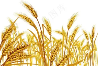 小麦图图片