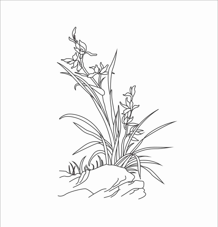 白描兰花图片