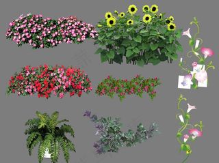 盆栽花素材图片