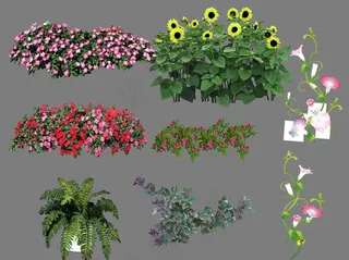 盆栽花素材图片